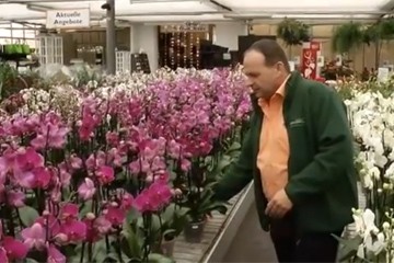 Orchideenfilm_2015